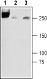 SCN3A/Nav1.3 (extracellular) Blocking Peptide