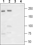 Anti-Na<sub>V</sub>1.7 (SCN9A) (extracellular) Antibody - Carrier Free