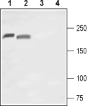 Nav1.8/SCN10A (extracellular) Blocking Peptide