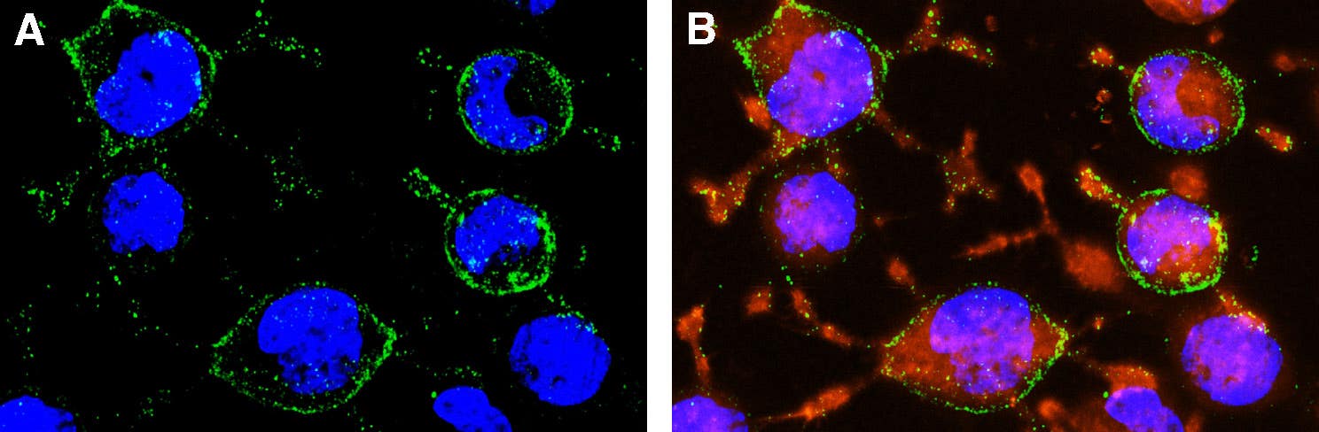 Anti-Human Na<sub>V</sub>1.7 (SCN9A) (extracellular) Antibody