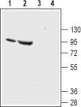 ENaC α/SCNN1A (extracellular) Blocking Peptide