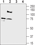 Pan ASIC (extracellular) Blocking Peptide