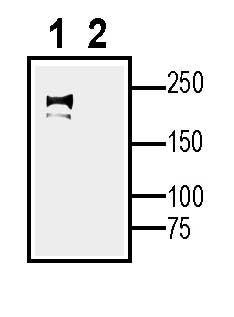 Anti-Na<sub>V</sub>1.5 (SCN5A) (extracellular) Antibody - Carrier Free