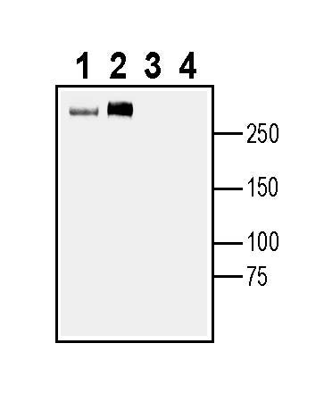 SCN7A (NaX) Blocking Peptide