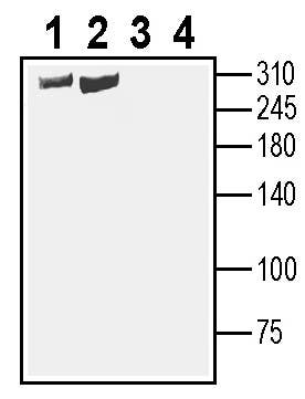 Anti-SCN1A (Na<sub>V</sub>1.1) (extracellular) Antibody - Carrier Free