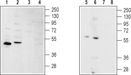 Anti-S1PR2 (EDG5) Antibody - Carrier Free