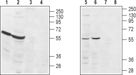S1PR3/EDG3 (extracellular) Blocking Peptide