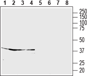 S1PR5/EDG8 (extracellular) Blocking Peptide