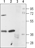 5HT1A Receptor/HTR1A Blocking Peptide