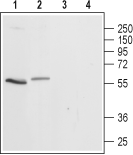 Anti-5HT3A Receptor (HTR3A) Antibody - Carrier Free