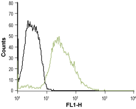 Anti-5HT3B Receptor (HTR3B) (extracellular)-ATTO Fluor-488 Antibody