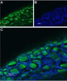 Anti-5HT3B Receptor (HTR3B) (extracellular)-ATTO Fluor-488 Antibody