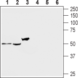 5HT2A Receptor/HTR2A (extracellular) Blocking Peptide