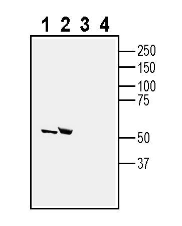 Anti-5HT2C Receptor (HTR2C) Antibody - Carrier Free