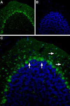 Anti-5HT2B Receptor (HTR2B) (extracellular)-ATTO Fluor-488 Antibody