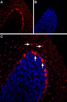 Anti-5HT2B Receptor (HTR2B) (extracellular) Antibody