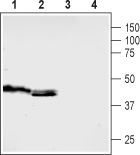 Anti-5HT5B Receptor (HTR5B) (extracellular) Antibody - Carrier Free