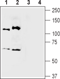Anti-Semaphorin 3A (SEMA3A) Antibody