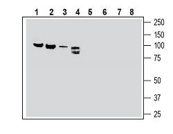 Semaphorin-3F Blocking Peptide
