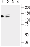 Anti-Semaphorin 4D (SEMA4D) (extracellular) Antibody