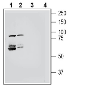 Semaphorin 4A (SEMA4A) (extracellular) Blocking Peptide