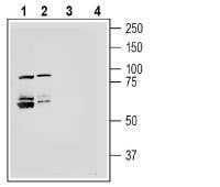 Semaphorin 4A (SEMA4A) (extracellular) Blocking Peptide