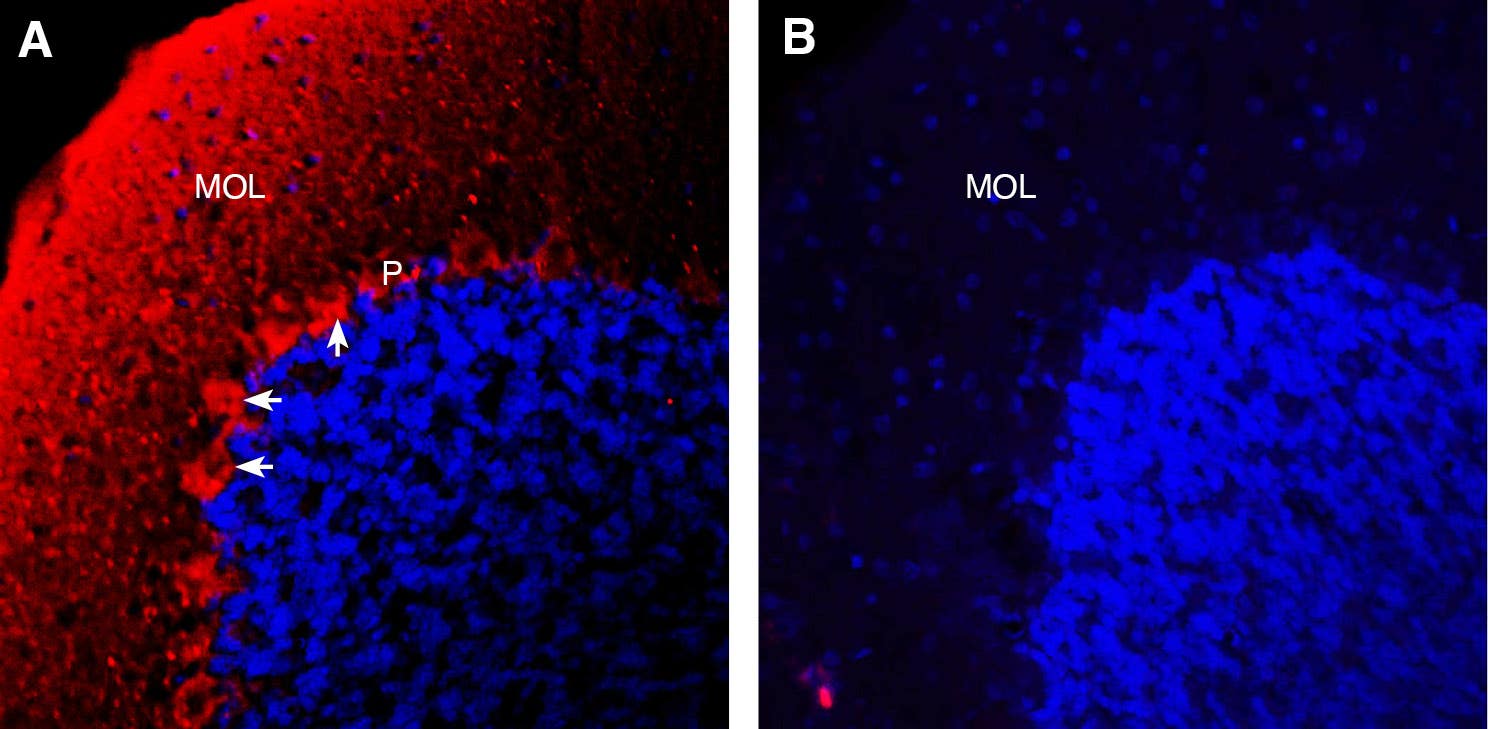 Anti-Semaphorin 6A (extracellular) Antibody