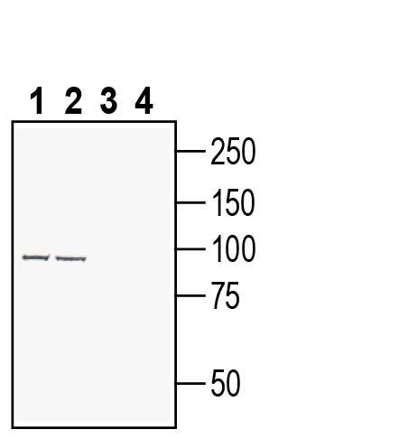 Anti-Semaphorin 6A (extracellular) Antibody - Carrier Free