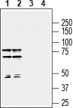 Semaphorin 7A/SEMA7A (extracellular) Blocking Peptide