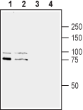 Slitrk1 (extracellular) Blocking Peptide