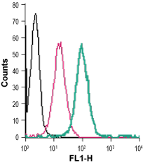 Anti-GPR91 (SUCNR1) (extracellular)-FITC Antibody