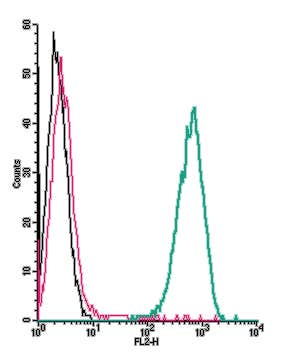 Anti-GPR91 (SUCNR1) (extracellular)-PE Antibody