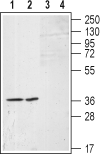 Anti-S1PR1 (EDG1) (extracellular) Antibody - Carrier Free