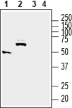 Anti-SLC17A5 (Sialin) Antibody - Carrier Free