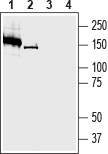 Anti-SVCT2/SLC23A2 (extracellular) Antibody - Carrier Free