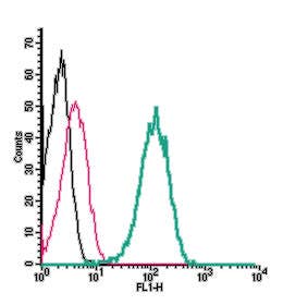 Anti-TMC1 (extracellular) Antibody