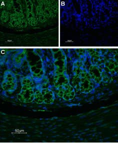 Anti-Neurokinin 1 Receptor (NK1R) (extracellular)-ATTO Fluor-488 Antibody