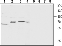Anti-Neurokinin 1 Receptor (NK1R) (extracellular) Antibody - Carrier Free