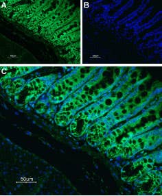 Anti-Neurokinin 1 Receptor (NK1R) (extracellular) Antibody