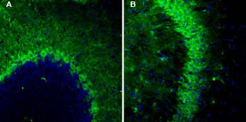 Anti-TSH Receptor (TSHR) (extracellular)-ATTO Fluor-488 Antibody