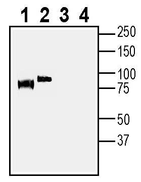 Anti-Taste Receptor Type 1 Member 3 (TAS1R3) (extracellular) Antibody - Carrier Free