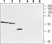 Anti-Trace Amine Receptor 1 (TAAR1) Antibody - Carrier Free