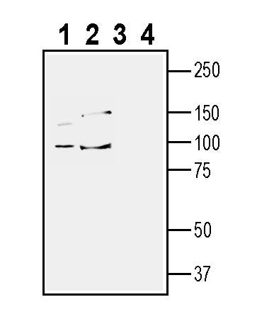 TYRO3 (extracellular) Blocking Peptide