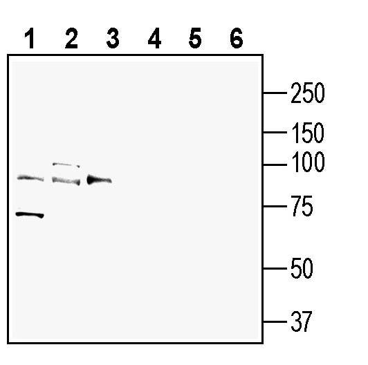 Anti-AXL (extracellular) Antibody - Carrier Free