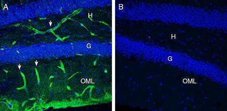 Anti-MERTK (extracellular) Antibody