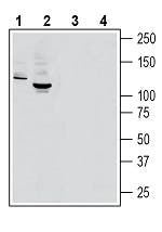 MERTK (extracellular) Blocking Peptide