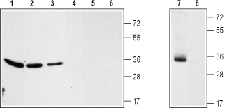 Anti-VDAC Antibody