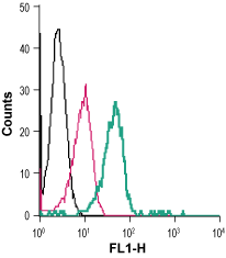 Anti-VPAC1 (VIPR1) (extracellular)-FITC Antibody