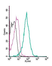 Anti-VPAC2 (VIPR2) (extracellular) Antibody