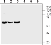 Anti-PACAP Receptor 1 (PAC1) Antibody - Carrier Free